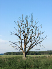 Withered lonely tree in the field