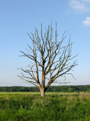 Withered lonely tree in the field