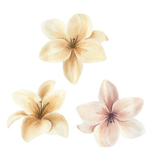 Fototapeta na wymiar Watercolor illustration of beige flowers. Flowers in boho style. Wedding decor. Postcards. Invitation