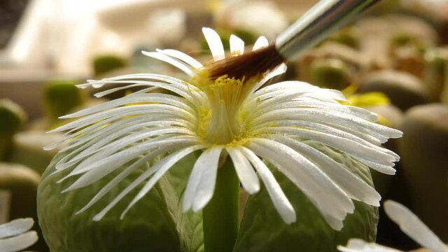 Pollination with a brush of a flower of the African plant (Lithops sp.)