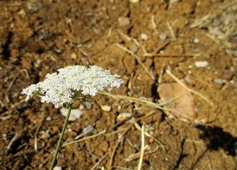Fleur de carotte sauvage survivant à la sécheresse