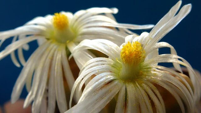 White flower of african succulent plant lithops (Lithops sp.).