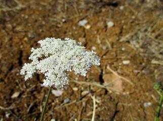 Wild carrot in bloom on a parched land