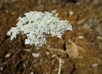  Fleur de carotte sauvage  sur un terrain desséché