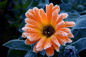 Blumen 1297