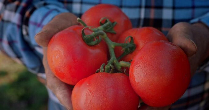 Organic tomatoes on a farmer hands