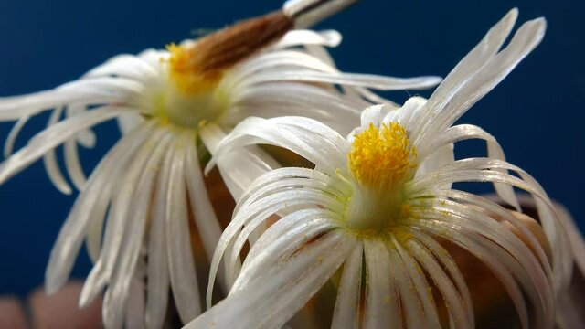 Pollination with a brush of a flower of the African plant (Lithops sp.)