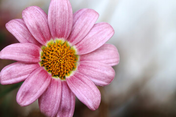 Nahaufnahme von einer rosafarbenen Margeriten Blüte