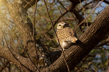 owl perched on a tree