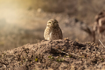 owl posing on thickets
