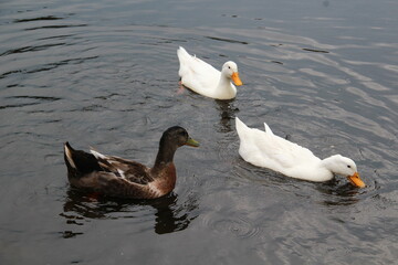 Patos
