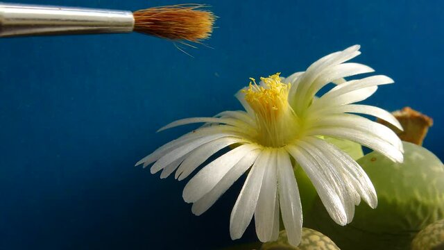 Pollination with a brush of a flower of the African plant (Lithops sp.)