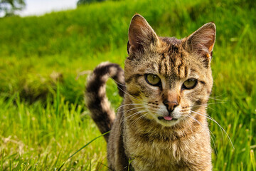 Getigerte Katze in der Wiese, Zunge ist zu sehen