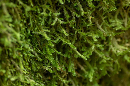 The shingle moss (Neckera pennata) growing in an old- growth forest in Estonian nature