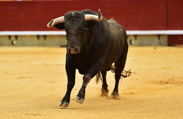 spanish black bull with big horns running in a traditional spectacle of bullfight on spain