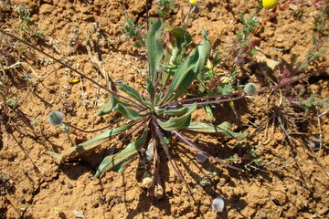 Hare's-foot Plantain (Plantago lagopus)