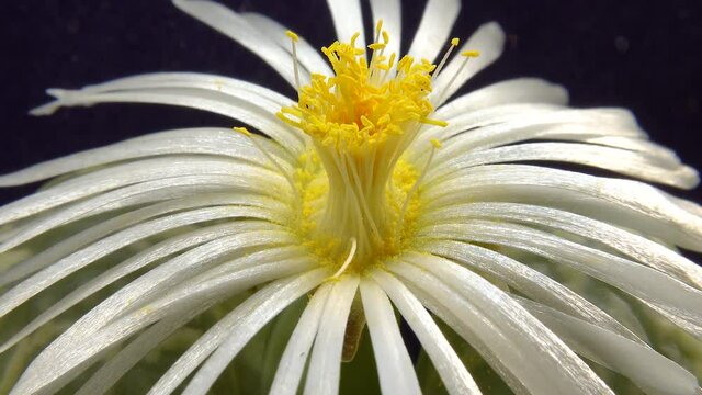 White flower of african succulent plant lithops (Lithops sp.).