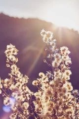 Weiße Trockenblumen gegen die untergehende Sonne. Schönheit in der Natur. Pastellfarben. Selektiver Fokus. Vertikales Bild. © Caterina Trimarchi