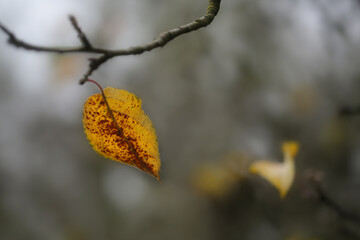 Yellow autumn leaf on a bare branch against a blurry nature background, wabi sabi concept, symbol for transience and loneliness, copy space