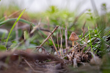 Detailaufnahme vom Pilz auf der Wiese