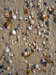 seashells on the beach