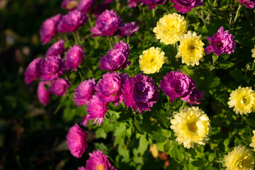 Purple-yellow Chrysanthemum flowers
