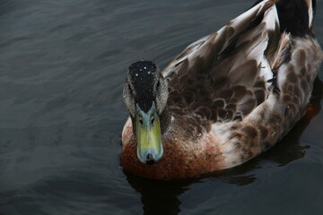 Patos