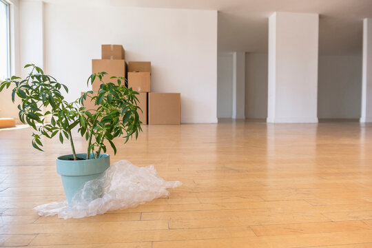 Potted plant on bubble wrap with cardboard boxes in empty apartment