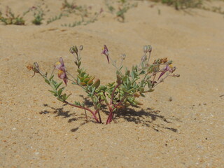 Plant (Linaria pedunculata)