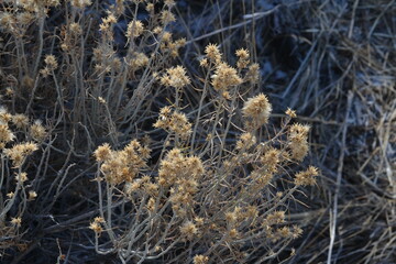 Close up of rabbitbrush in Eastern Oregon, Sage brush Steppe ecosystem