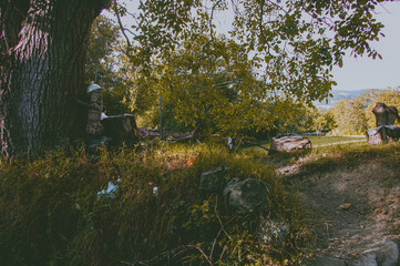 A tree whose leaves turn yellow in the autumn.