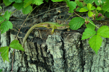 green lizard on a tree,nature,animal,reptile,animal,