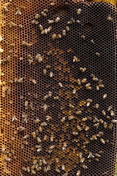 Bees on beehive honeycomb