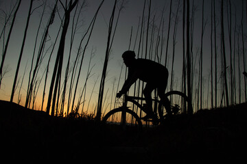 mountain bike
jungle
nature
