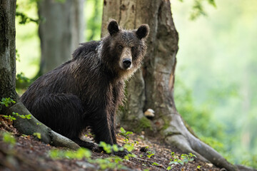 Naklejka na ściany i meble Young brown bear, ursus arctos, sitting by a tree in summer forest. Wild animal with wet fur resting on a ground in woodland from side view with copy space.