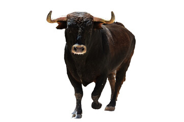 spanish black bull with big horns running in a traditional spectacle of bullfight on spain