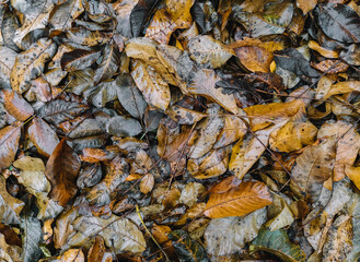 Background, texture of dry and wet autumn fallen leaves, brown walnut foliage after rain. Deadwood, top view.