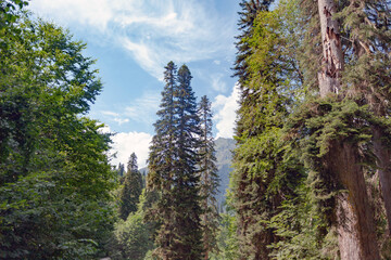 Tall mountain trees against mountains and blue sky