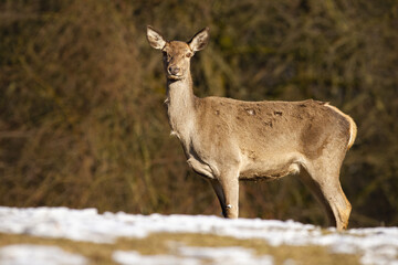 Alert red deer, cervus elaphus, hind standing on a meadow with melting snow in spring nature. Attentive female mammal with brown fur facing camera from side view on dry grass. Animal wildlife.