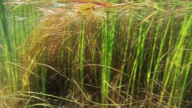 Underwater view of the aquatic vegetation in the Mrežnica River, Croatia