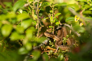 Young common European viper  (Vipera berus) resting between lingonberries
