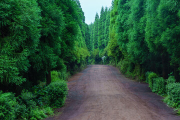 Tunnel of trees in typical road in azores This road is considered the most beautiful in Portugal. The ash trees are centenary trees. Faded hydrangea plants along the road.