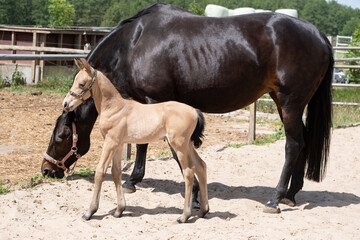 Fototapeta premium Newborn foal standing next to its mother in the outdoor arena, looking around curiously