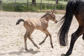 Stallion foal galloped with his mother in the sand. A natural green background