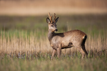 Roe deer buck with new antlers growing standing on a meadow in spring nature. Male mammal with brown fur looking behind over shoulder on a sunny day in wilderness.