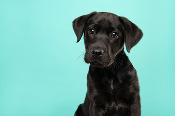 Portrait of a cute black labrador retriever puppy looking at the camera on a turquoise blue background