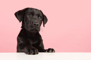 Portrait of a cute black labrador retriever puppy looking away on a pink background with space for...