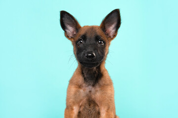 Portrait of a belgian shepherd or Malinois dog puppy looking at the camera on a turquoise blue background