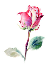 Hand drawn watercolor illustration of Red Rose. Isolated on white background.