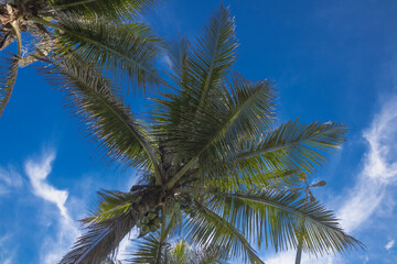 Fototapeta na wymiar Coconut tree on the beach with blue sky